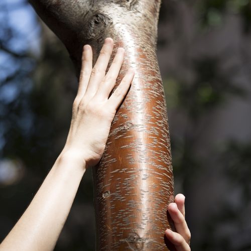 DMT PARA LA TERCERA EDAD